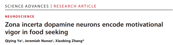 科學家揭示未定帶區多巴胺能神經元調控饑餓狀态下(xià)攝食動機行為